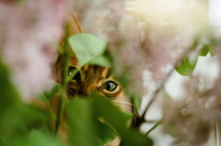 giftige planten voor katten