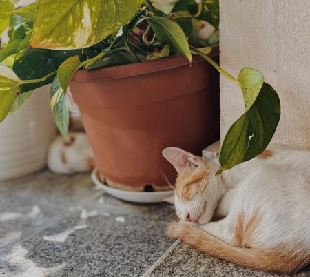 planten niet giftig voor katten