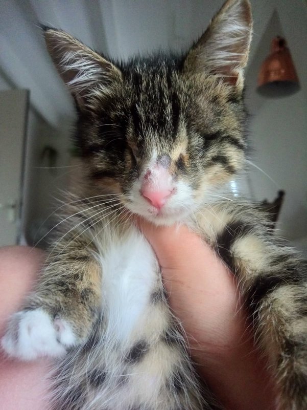 ringworm op de neus van de kat