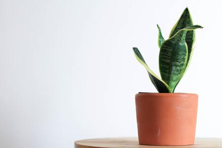 sanseveria giftig voor katten