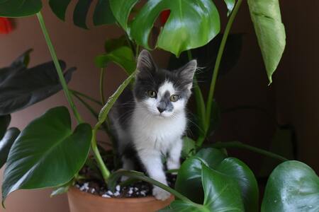 welke planten zijn giftig voor katten