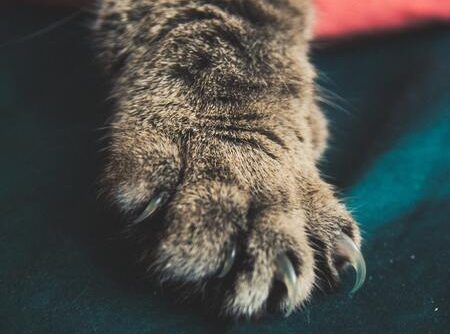 beste nagelknipper kat