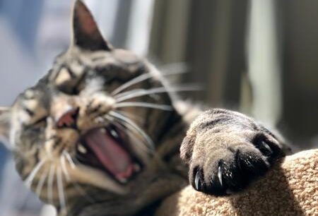 beste nagelschaar kat