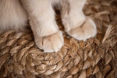 nagelknipper kat