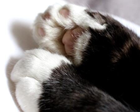 nagels knippen kat