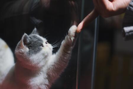 nagelschaar kat