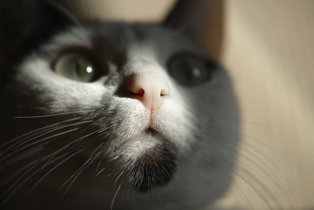 De neus van de kat