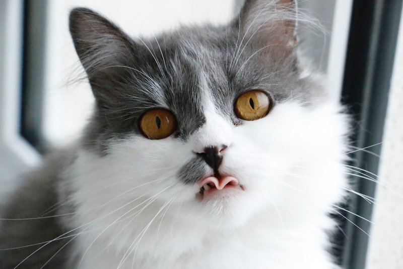 kat kopen