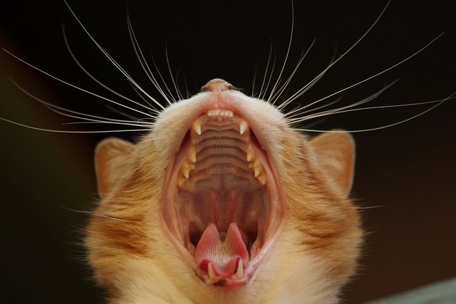Mond van de kat