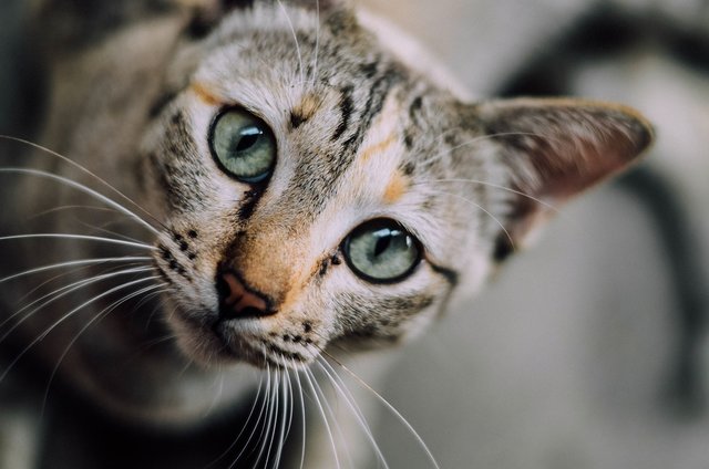 Snorharen van de kat