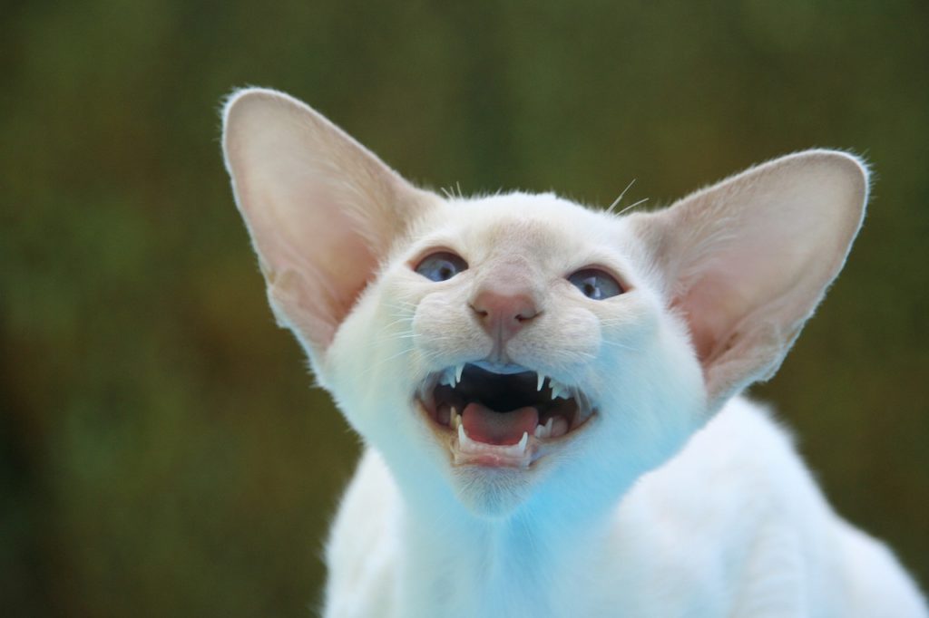 De oren van de kat