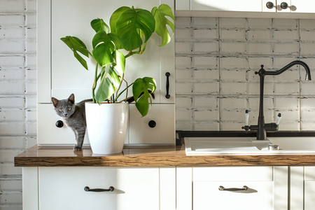 monstera giftig kat
