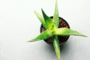 Aloe vera plant
