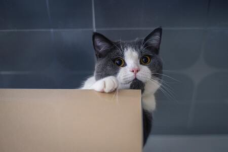 beste kattenbak kopen