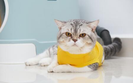 krabkarton kat