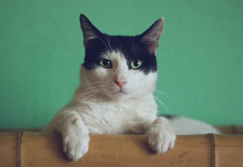 zelfreinigende kattenbak