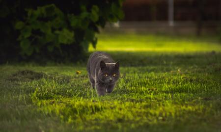 goedkoop kattengrit