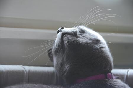 kattenbakvulling goedkoopste
