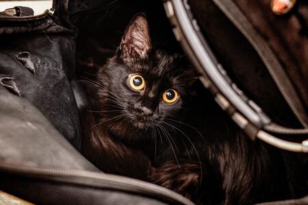 kattenreismand