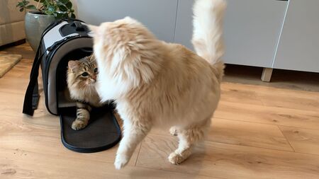 reismand kat bovenlader