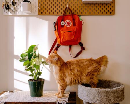 vervoersmand kat