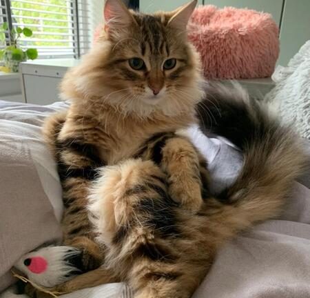 beste kattenspeelgoed