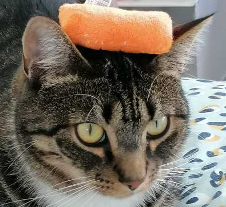 beste kattenspeeltjes