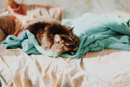 grote kattenmand
