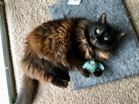 katten speelgoed
