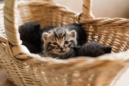 kattenmand voor 2 katten