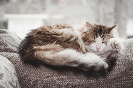kattenmanden