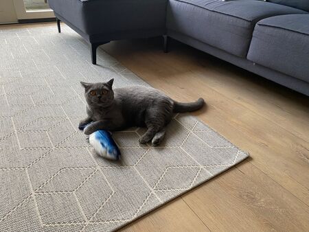 kattenspeelgoed