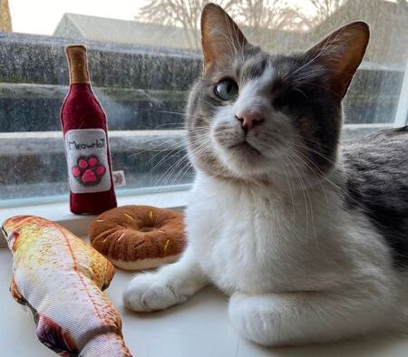 kattenspeeltjes