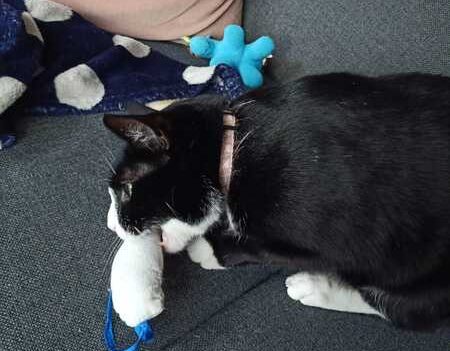 leuke kattenspeeltjes