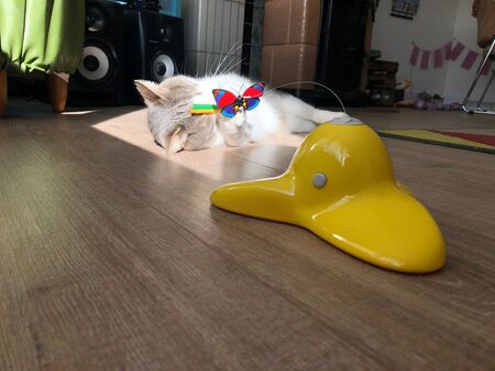 leukste kattenspeeltjes