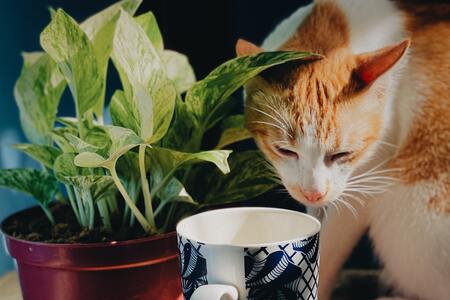 drinkfontein kat