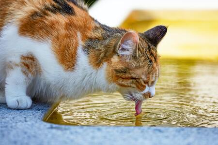 katten drinfontein