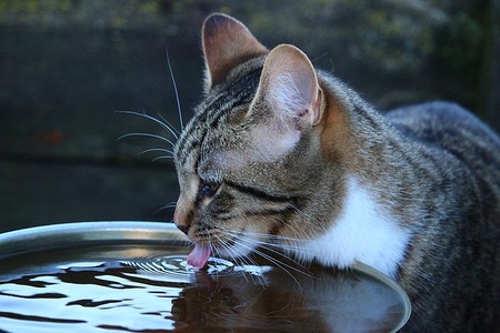katten drinkfontein