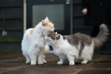 beste kam voor katten