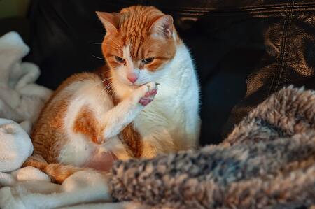 katten kam