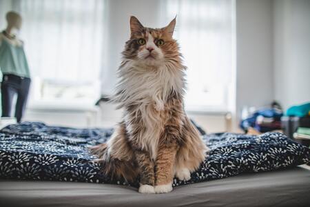 kattenkam