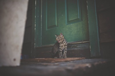 kattenluik