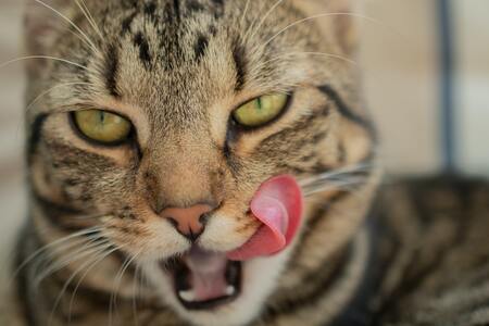 anti-schrokbak kat