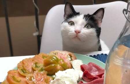 antischrokbak kat