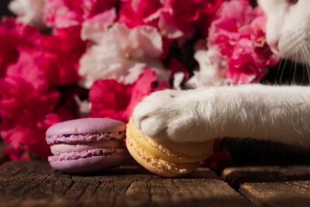 gevriesdroogde- kattensnack