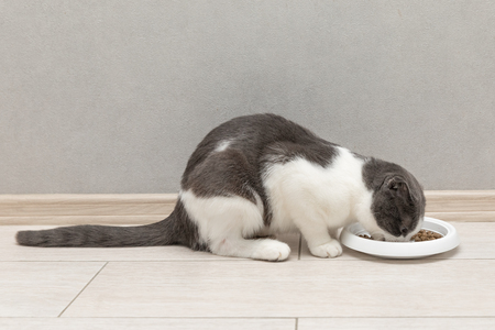 kattensnack