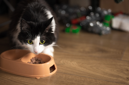 kattensnacks
