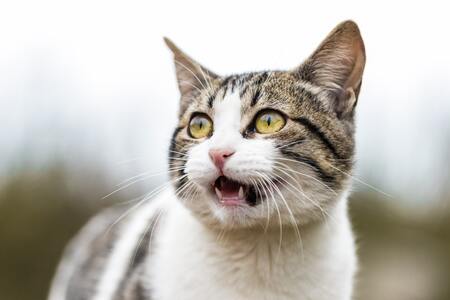schrokbak kat