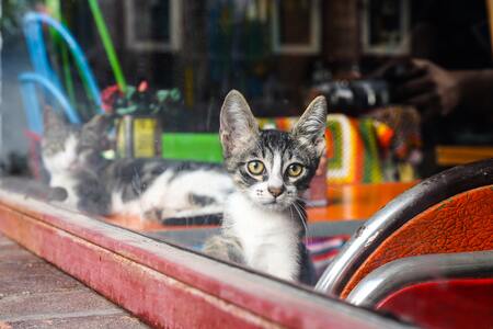 beste kittenvoer