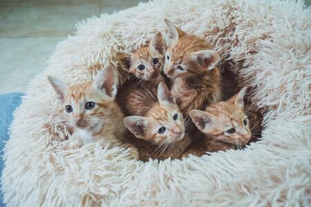 beste voer voor kittens